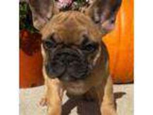 French Bulldog Puppy for sale in Dysart, IA, USA