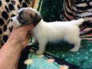 Jack Russell Terrier Puppy for sale in Larsen, WI, USA