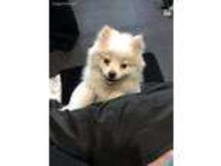 Pomeranian Puppy for sale in Fayetteville, NC, USA