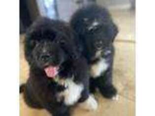 Newfoundland Puppy for sale in Riverside, CA, USA