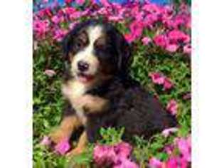 Bernese Mountain Dog Puppy for sale in Gordonville, PA, USA