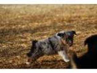 Miniature Australian Shepherd Puppy for sale in Leavenworth, KS, USA