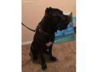 Cane Corso Puppy for sale in Killeen, TX, USA