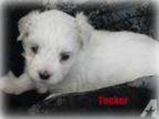 Maltese Puppy for sale in CHAGRIN FALLS, OH, USA