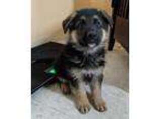 German Shepherd Dog Puppy for sale in Molalla, OR, USA