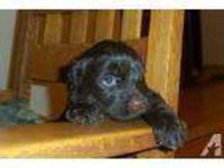 Portuguese Water Dog Puppy for sale in FLEMING, CO, USA