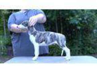 Whippet Puppy for sale in Smyrna, GA, USA