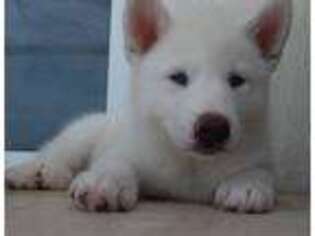 Siberian Husky Puppy for sale in North Miami Beach, FL, USA