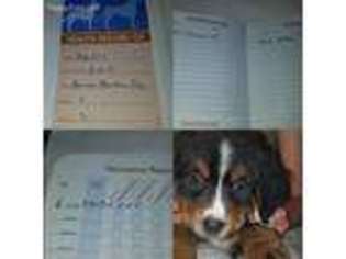 Bernese Mountain Dog Puppy for sale in Williamson, NY, USA