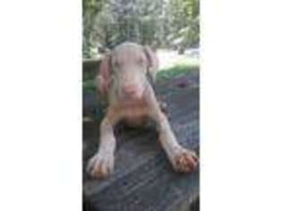 Doberman Pinscher Puppy for sale in Stafford, VA, USA