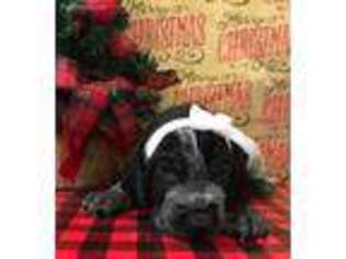 Bluetick Coonhound Puppy for sale in Augusta, GA, USA