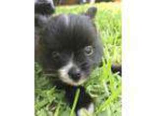Pomeranian Puppy for sale in Lampasas, TX, USA