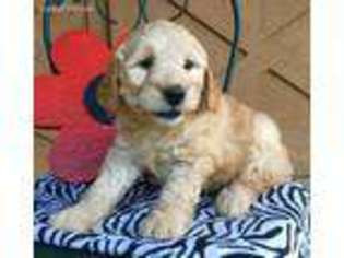 Goldendoodle Puppy for sale in Ronks, PA, USA
