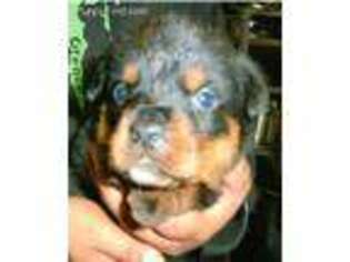 Rottweiler Puppy for sale in Lyle, WA, USA