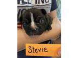 Boston Terrier Puppy for sale in Bradenton, FL, USA