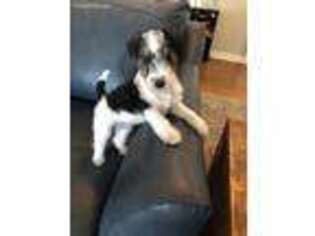 Mutt Puppy for sale in Greensburg, PA, USA