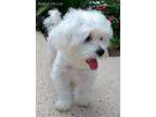 Maltese Puppy for sale in Conyers, GA, USA
