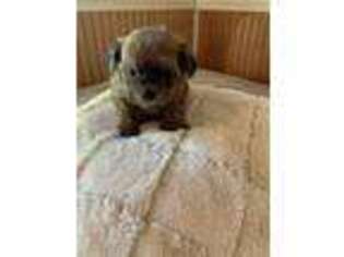 Shih-Poo Puppy for sale in Blowing Rock, NC, USA