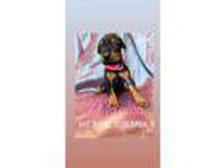 Doberman Pinscher Puppy for sale in Newberry Springs, CA, USA