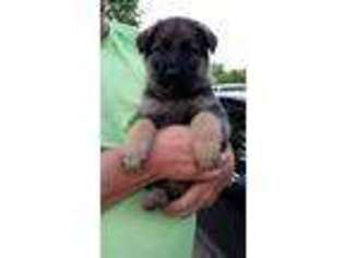 German Shepherd Dog Puppy for sale in Standish, MI, USA