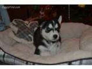 Siberian Husky Puppy for sale in Sycamore, IL, USA