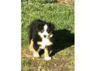 Miniature Australian Shepherd Puppy for sale in Florence, OR, USA