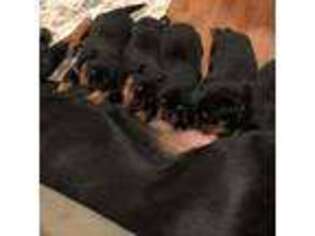Rottweiler Puppy for sale in New Market, MD, USA