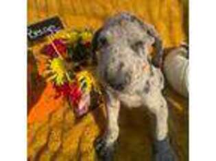 Great Dane Puppy for sale in Pasco, WA, USA