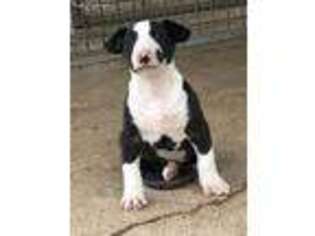 Bull Terrier Puppy for sale in Blair, OK, USA