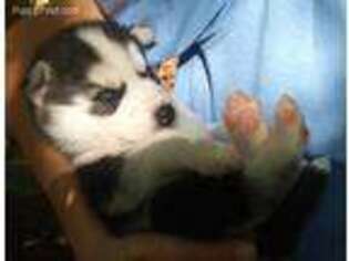 Siberian Husky Puppy for sale in Denver, NC, USA