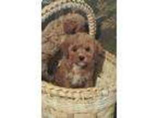 Cavapoo Puppy for sale in Hornbeak, TN, USA