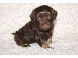Cock-A-Poo Puppy for sale in Hawarden, IA, USA