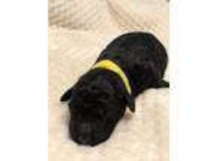 Goldendoodle Puppy for sale in Ellaville, GA, USA