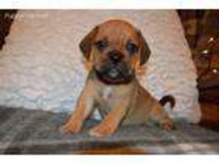 Puggle Puppy for sale in Allenwood, PA, USA