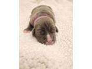 Cane Corso Puppy for sale in Sapulpa, OK, USA