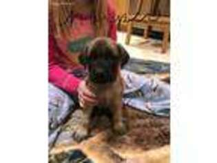 Mastiff Puppy for sale in New Alexandria, PA, USA