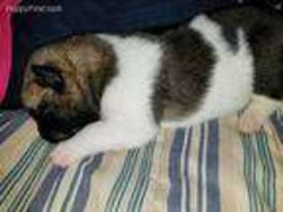 Akita Puppy for sale in Longview, TX, USA