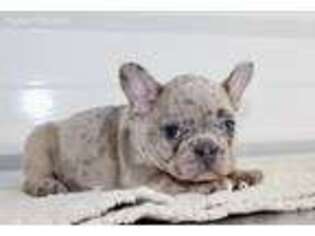 French Bulldog Puppy for sale in Malta, ID, USA