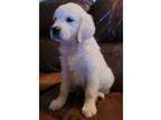 Mutt Puppy for sale in Collegeville, PA, USA