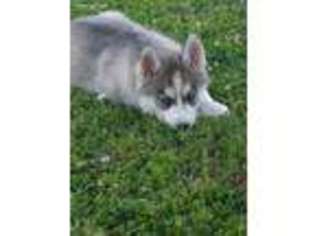 Siberian Husky Puppy for sale in Fort Scott, KS, USA