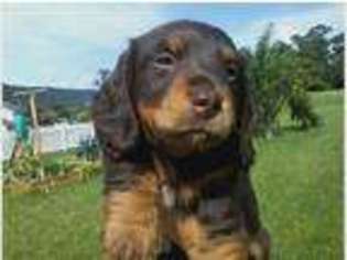 Dachshund Puppy for sale in Selinsgrove, PA, USA