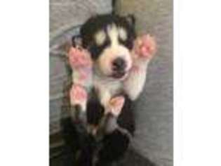 Siberian Husky Puppy for sale in Lakewood, CO, USA