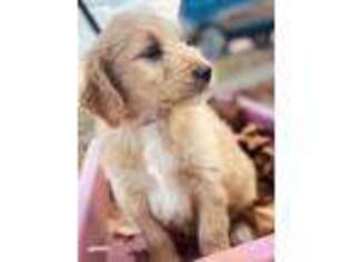 Goldendoodle Puppy for sale in Bowie, TX, USA