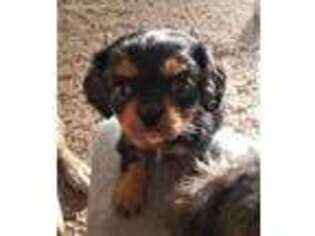 Cavalier King Charles Spaniel Puppy for sale in Tuttle, OK, USA