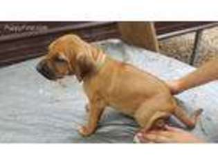 Rhodesian Ridgeback Puppy for sale in Chillicothe, IL, USA
