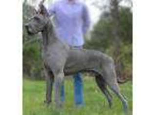 Great Dane Puppy for sale in Austin, TX, USA