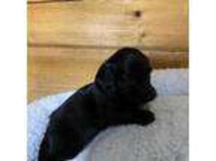 Dachshund Puppy for sale in Anderson, SC, USA
