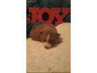 Siberian Husky Puppy for sale in Farnham, VA, USA