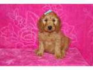 Goldendoodle Puppy for sale in Georgetown, OH, USA