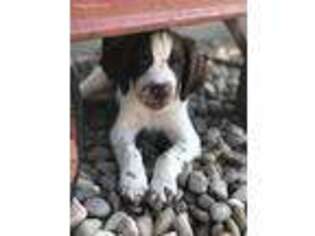 English Springer Spaniel Puppy for sale in Eminence, KY, USA